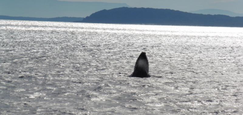 Whale Watching (Ruta Costera Melbourne-Sydney)